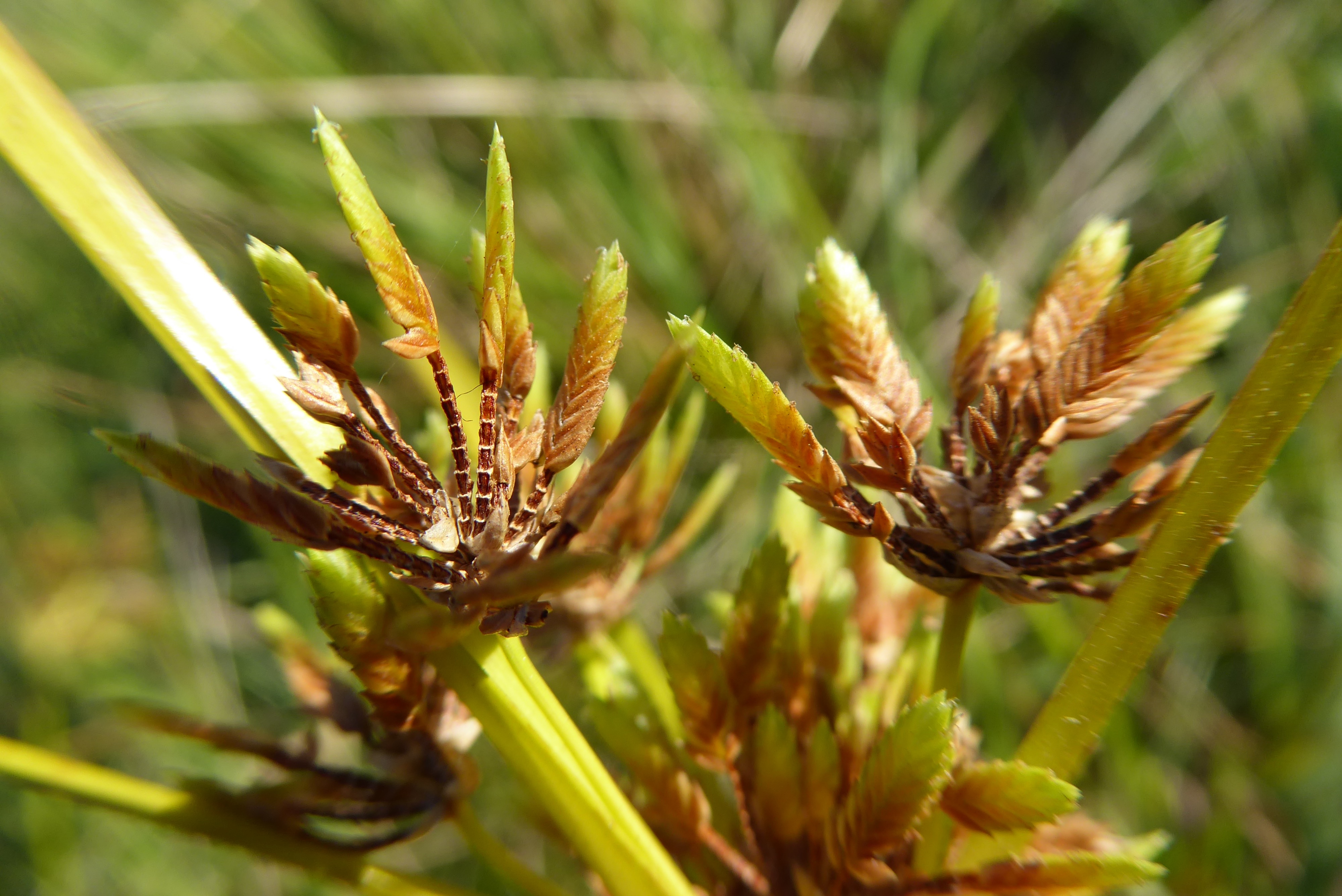 Cyperus eragrostis (door Koen van Zoest)