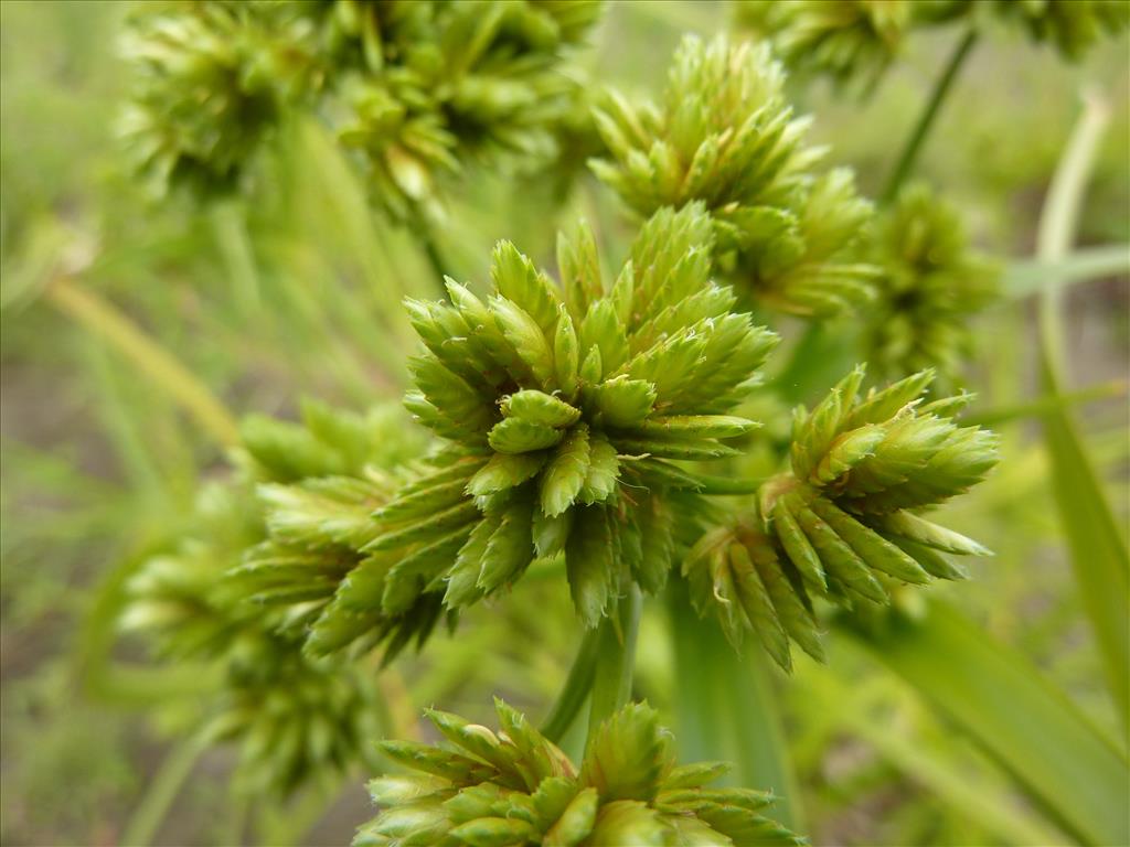 Cyperus eragrostis (door Koen van Zoest)