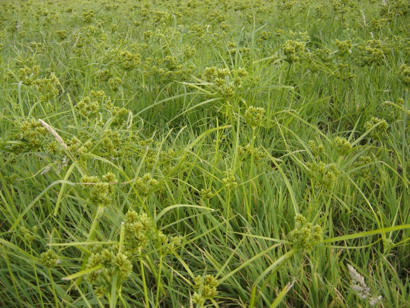 Cyperus eragrostis (door Koen van Zoest)