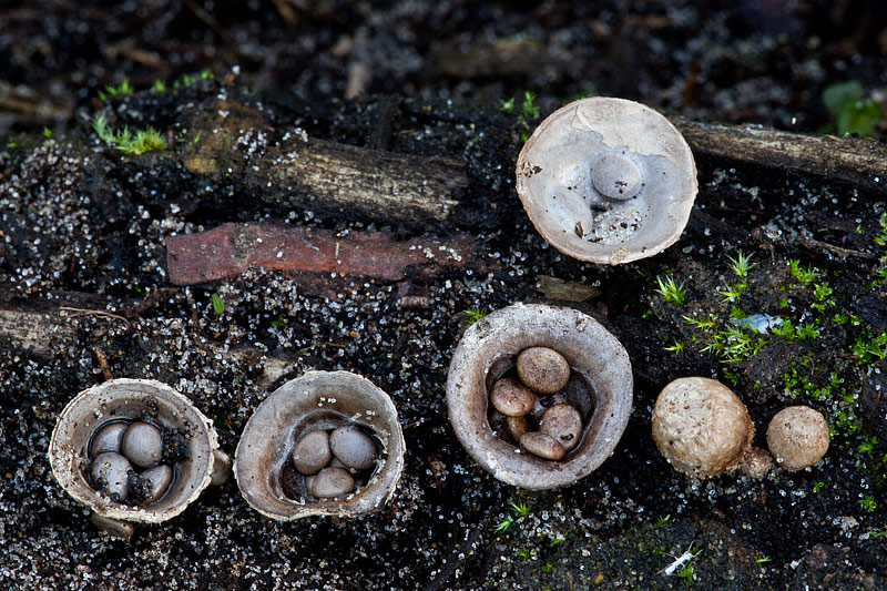 Cyathus olla (door John Breugelmans)