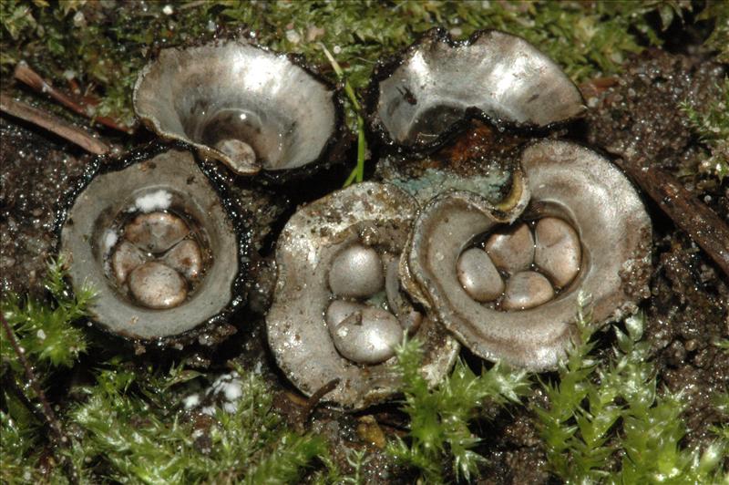 Cyathus olla (door Evert Ruiter)