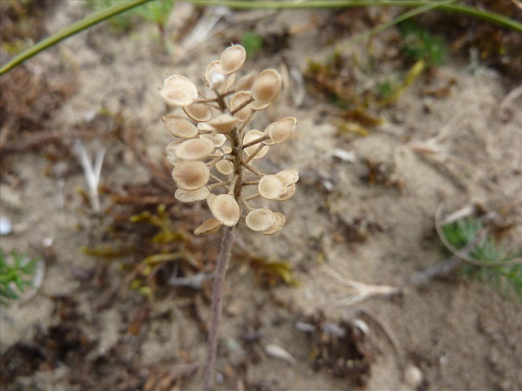 Alyssum alyssoides (door Koen van Zoest)