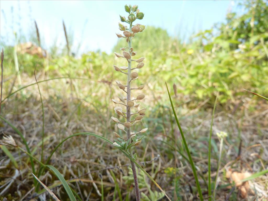 Alyssum alyssoides (door Koen van Zoest)