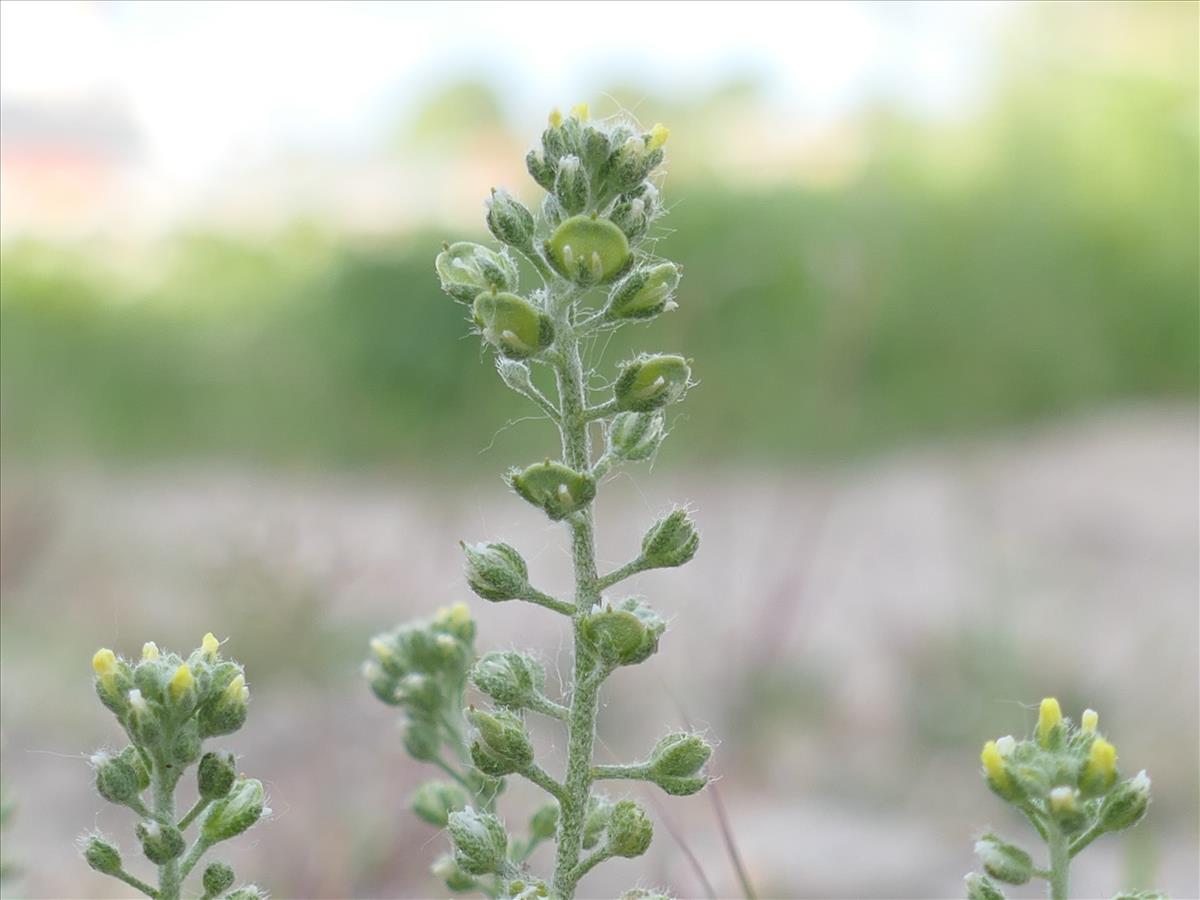 Alyssum alyssoides (door Koen van Zoest)