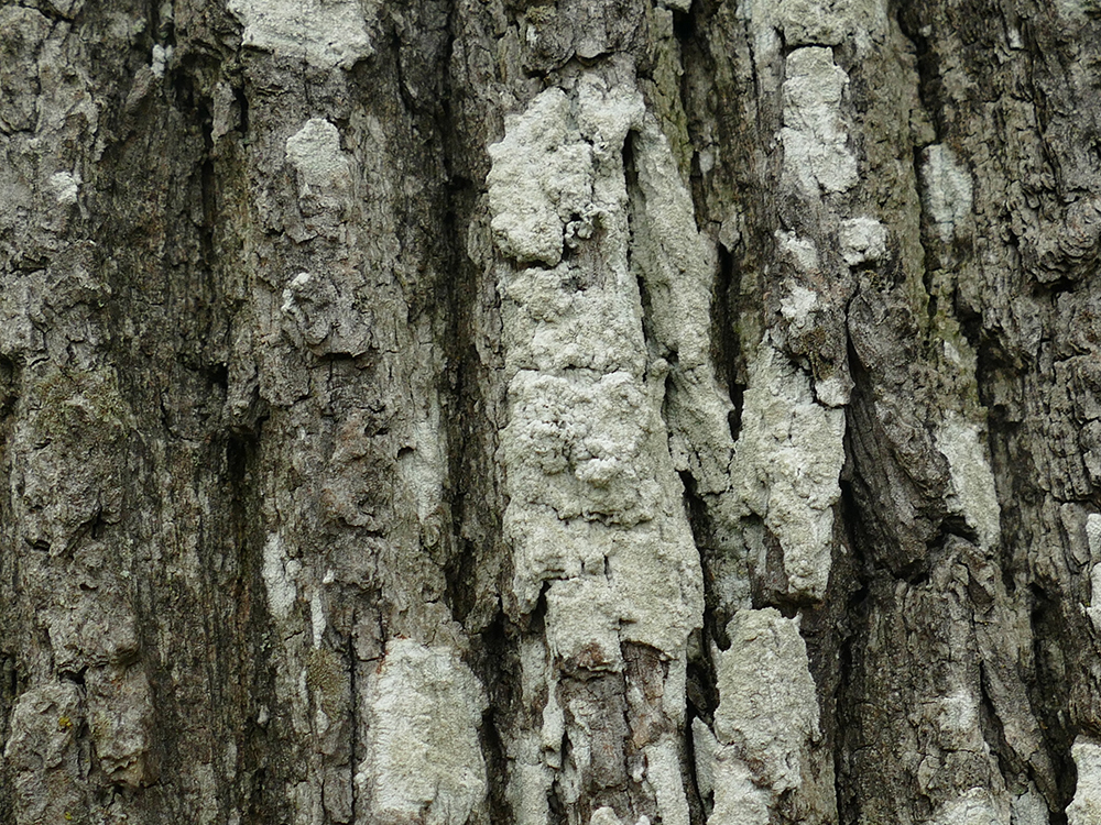 Pertusaria coccodes (door Noortje Buddingh)