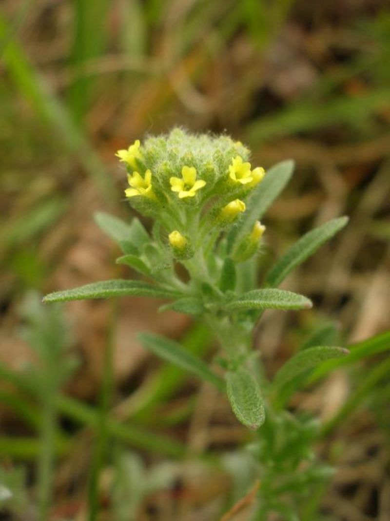 Alyssum alyssoides (door Maarten Langbroek)