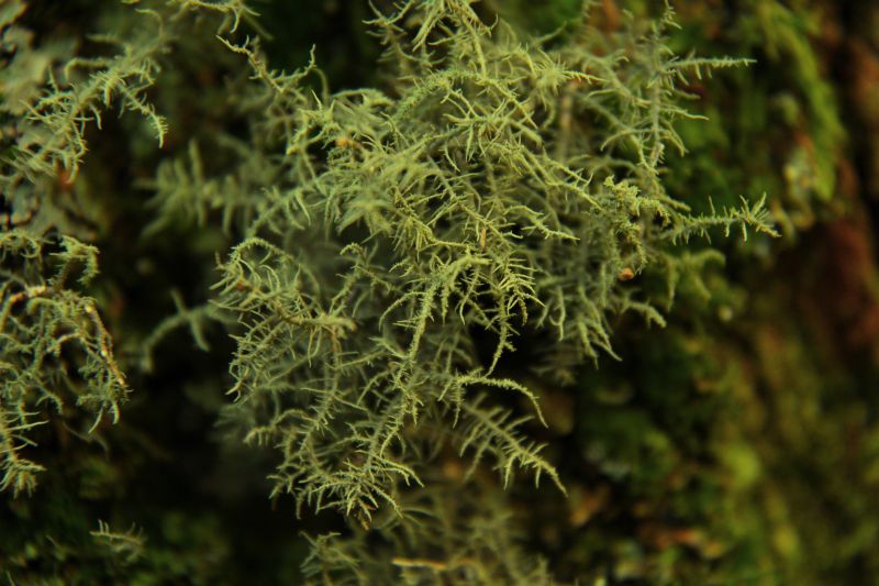 Usnea hirta (door Maarten Langbroek)