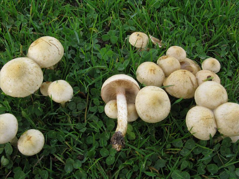 Pholiota gummosa (door Hannie Wijers)