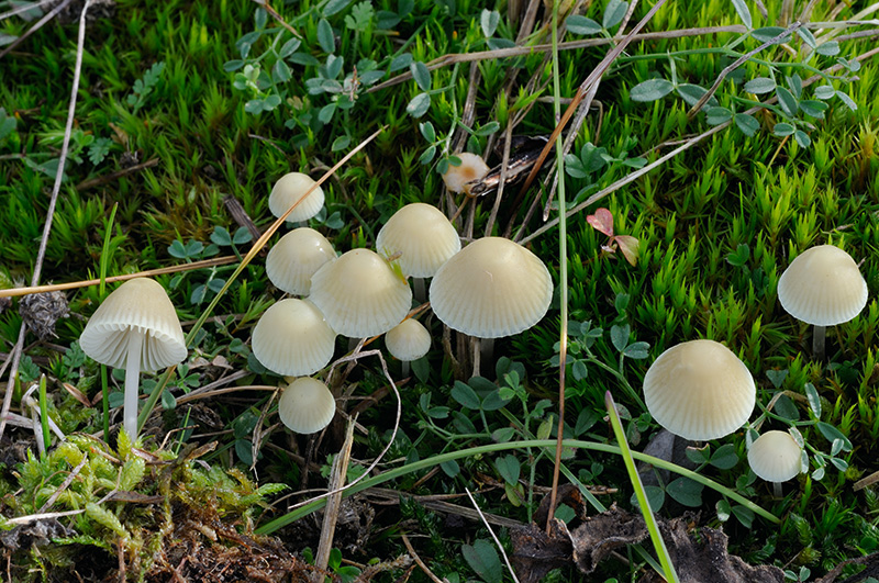 Mycena flavoalba (door Kik van Boxtel)