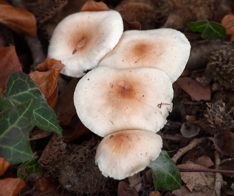 Hygrophorus unicolor (door Wijnand van Buuren)