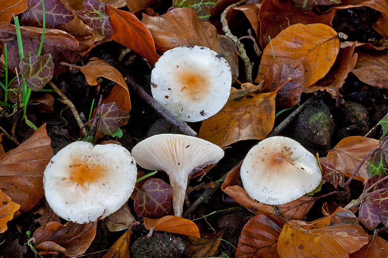 Hygrophorus unicolor (door John Breugelmans)