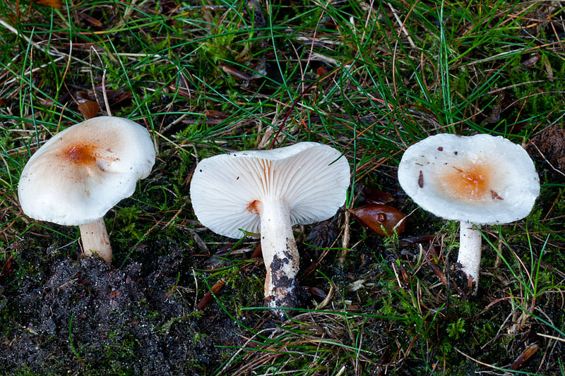 Hygrophorus unicolor (door John Breugelmans)