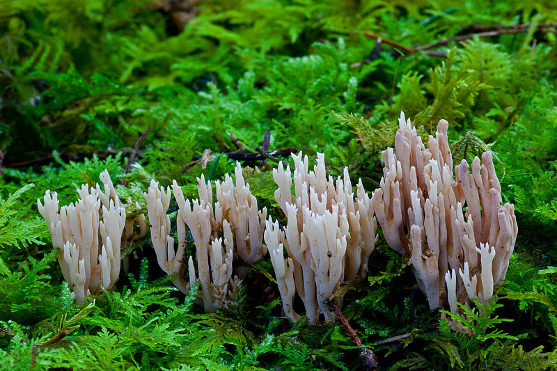 Ramaria suecica (door John Breugelmans)