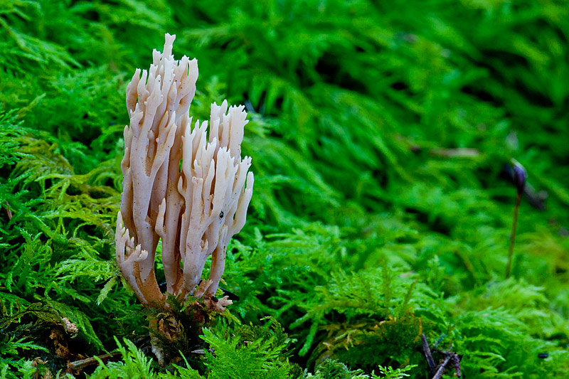 Ramaria suecica (door John Breugelmans)