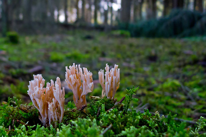 Ramaria suecica (door John Breugelmans)