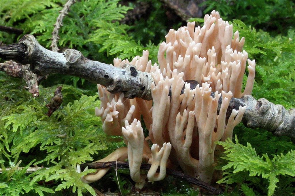 Ramaria suecica (door Ieko Staal)