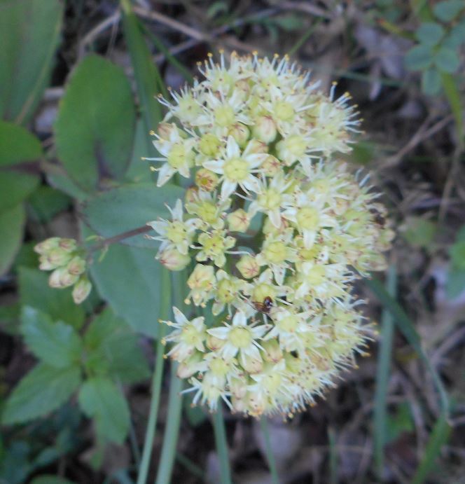 Hylotelephium telephium subsp. maximum (door Giel van der Pluijm)