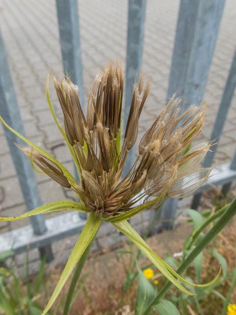 Tragopogon dubius (door Peter Hegi)