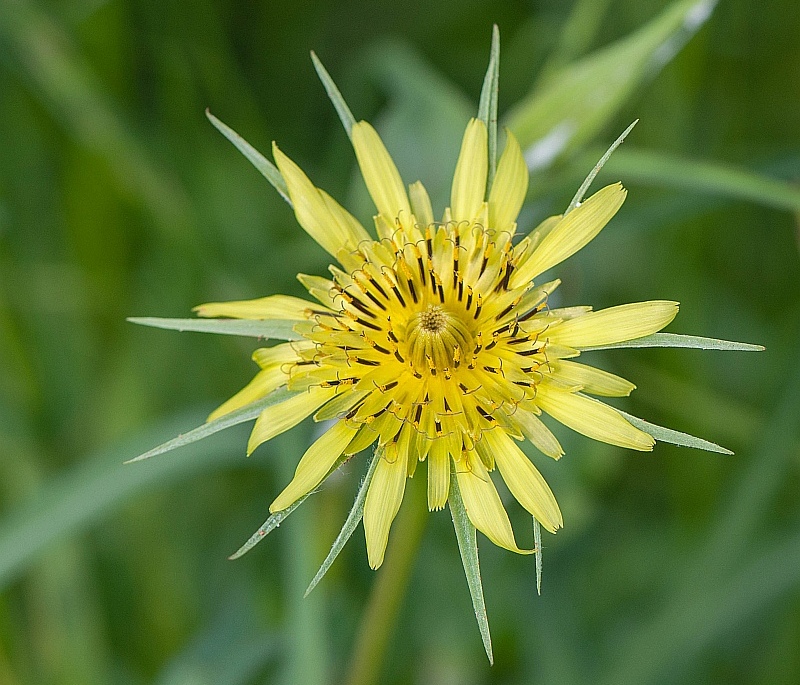 Tragopogon dubius (door Wijnand van Buuren)