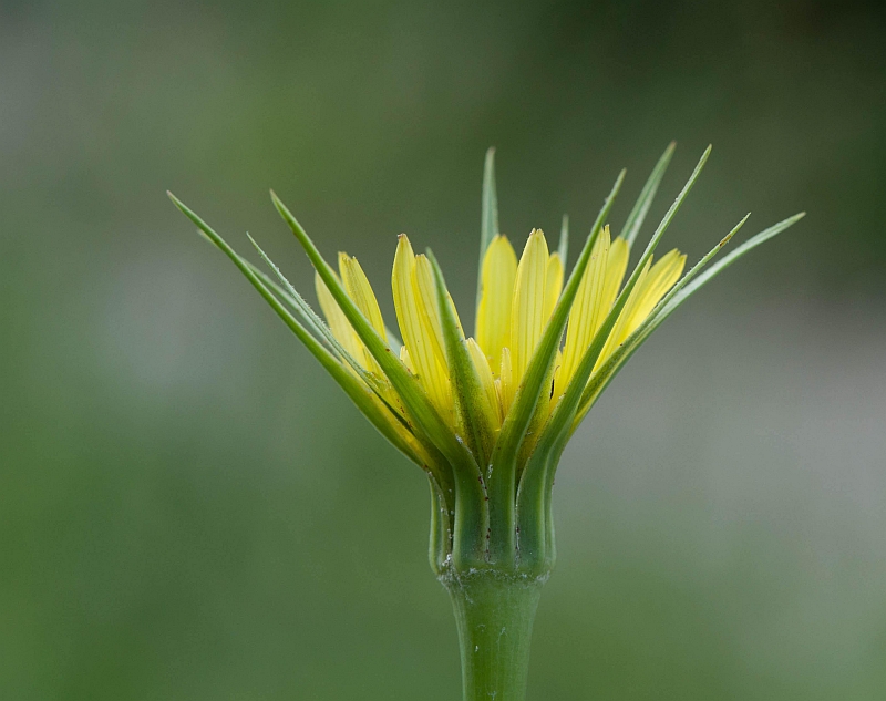 Tragopogon dubius (door Wijnand van Buuren)