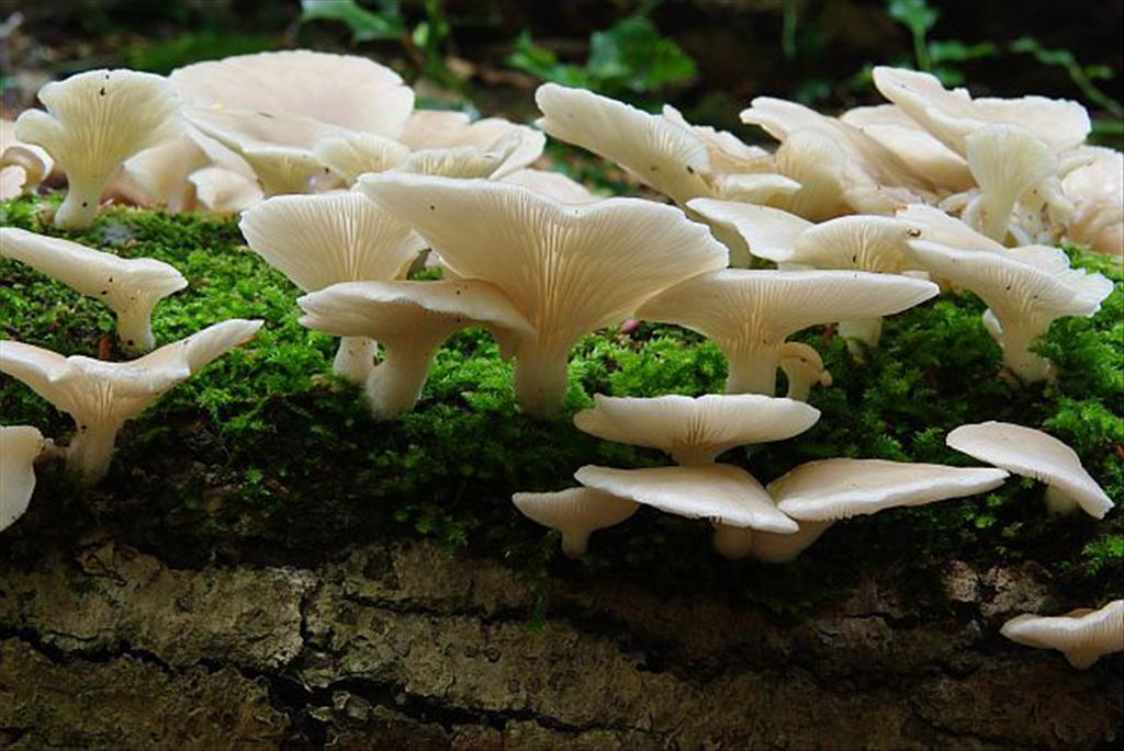 Pleurotus pulmonarius (door Hans Adema)