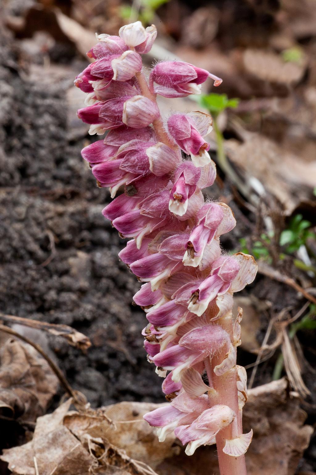 Lathraea squamaria (door John Breugelmans)