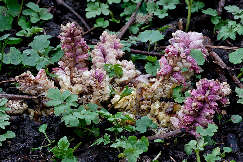 Lathraea squamaria (door John Breugelmans)