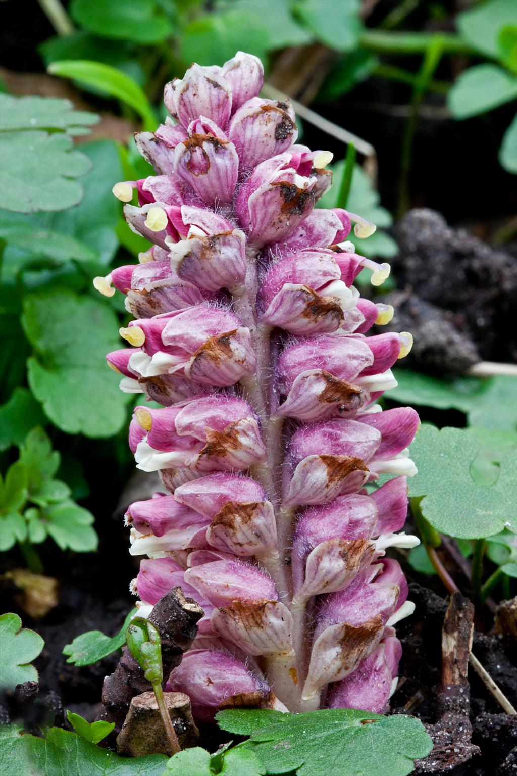 Lathraea squamaria (door John Breugelmans)