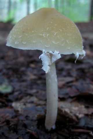 Psathyrella candolleana (door Gio van Bernebeek)