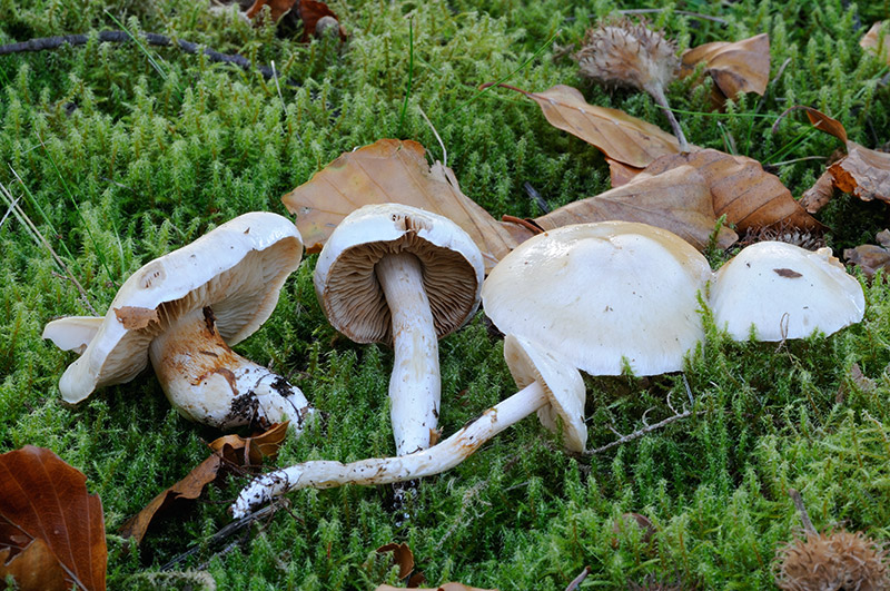 Cortinarius emollitus (door Kik van Boxtel)