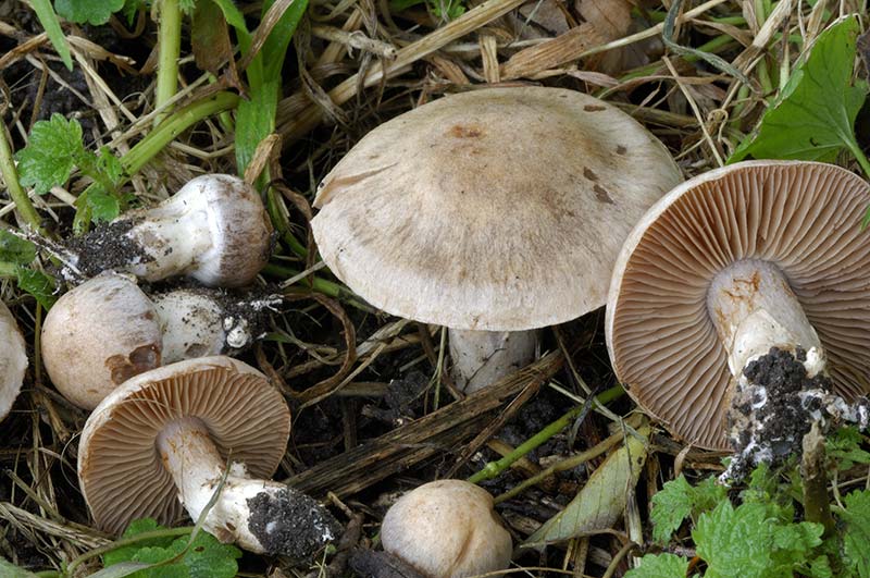 Cortinarius urbicus (door Kik van Boxtel)