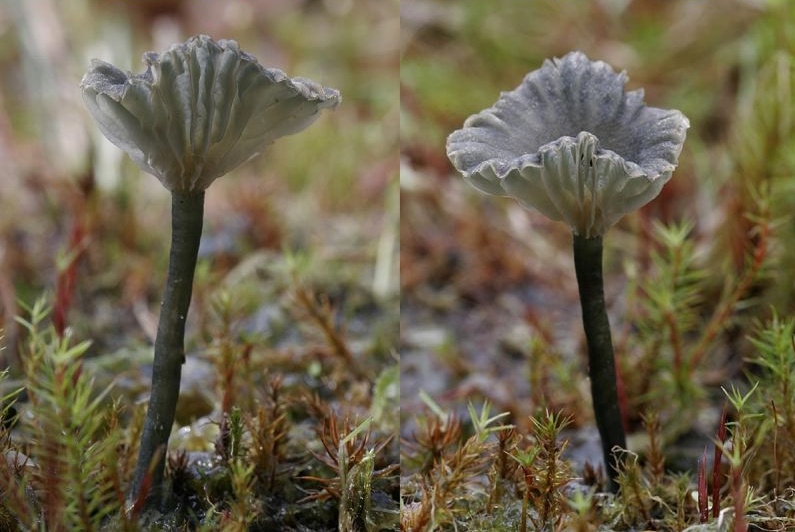 Omphalina chlorocyanea (door Gerben Winkel)