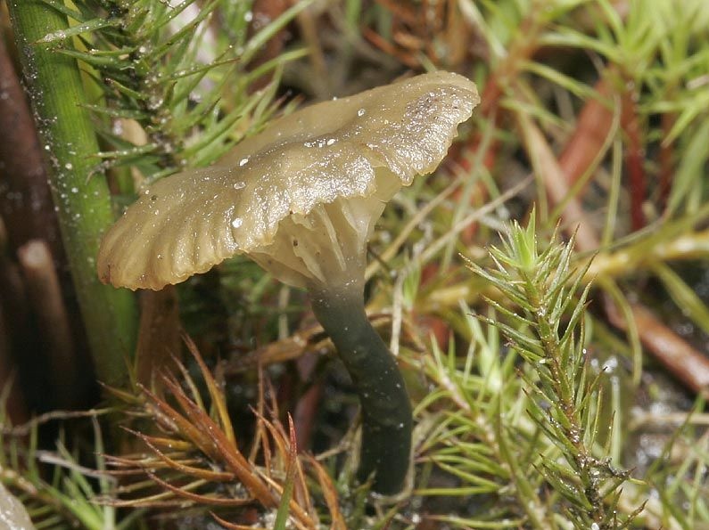 Omphalina chlorocyanea (door Gerben Winkel)