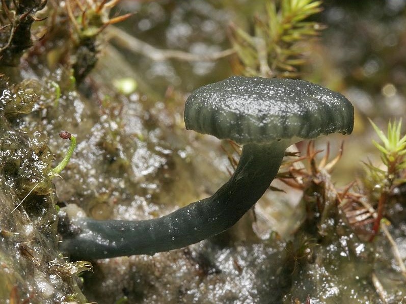 Omphalina chlorocyanea (door Gerben Winkel)