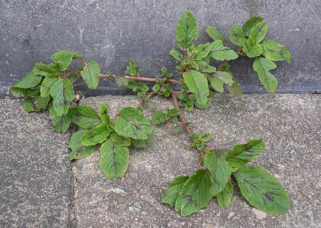 Amaranthus blitum (door Arjan de Groot)