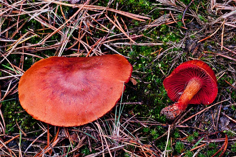 Cortinarius purpureus (door John Breugelmans)