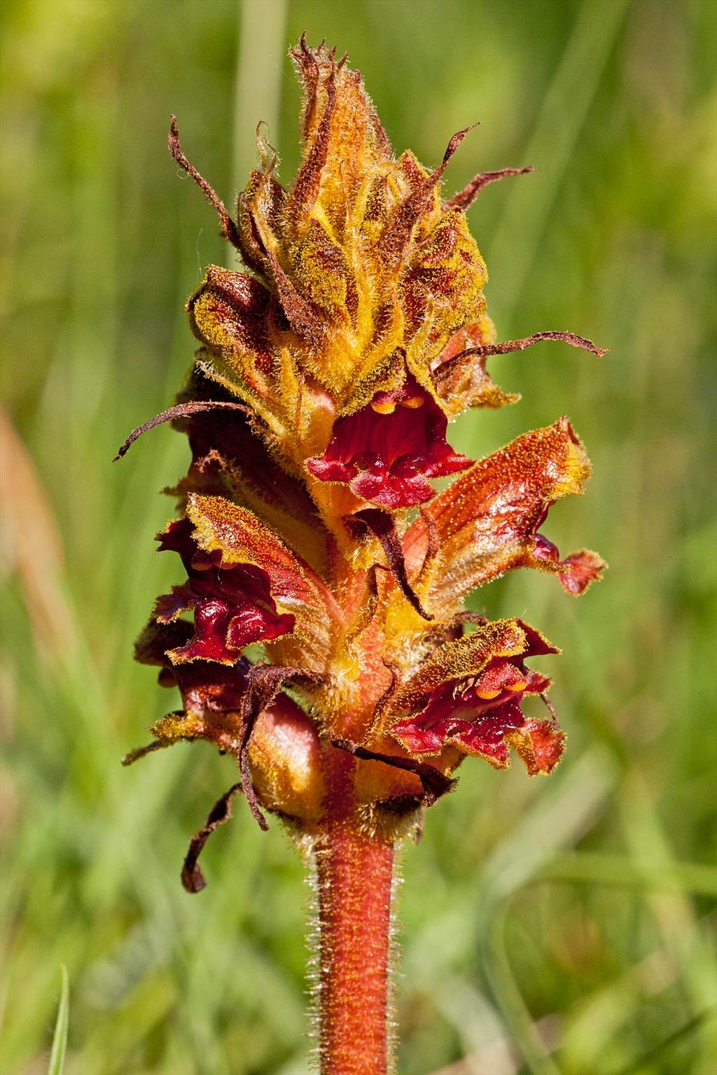 Orobanche gracilis (door John Breugelmans)