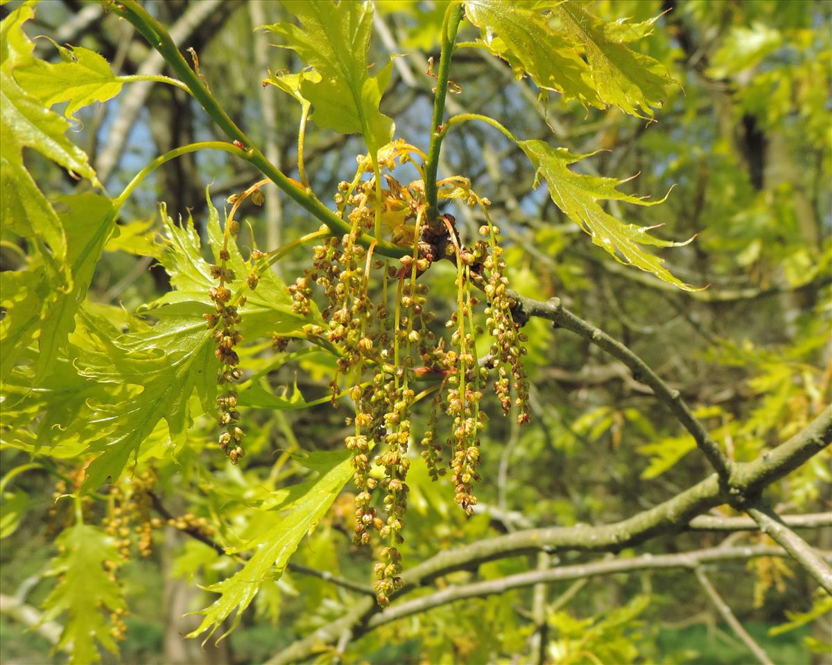 Quercus rubra (door Wim van der Neut)