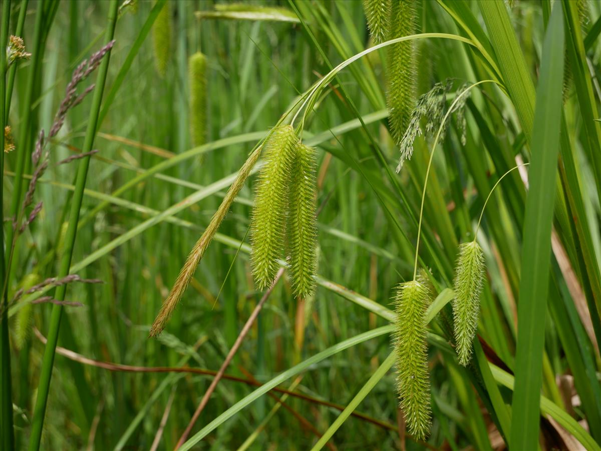 Carex pseudocyperus (door Wim van der Neut)