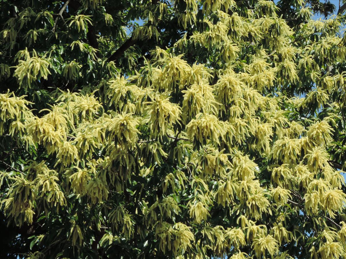 Castanea sativa (door Wim van der Neut)