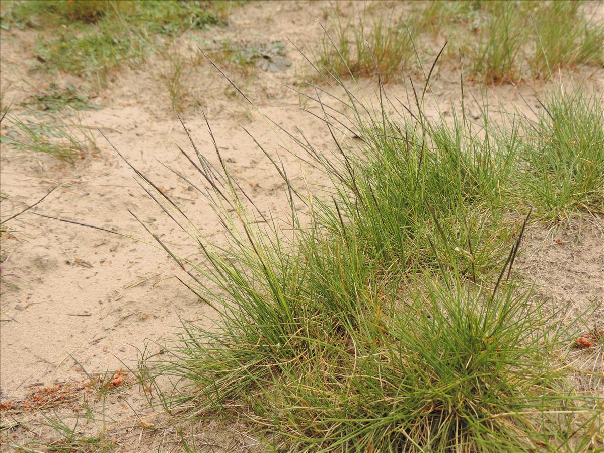 Nardus stricta (door Wim van der Neut)