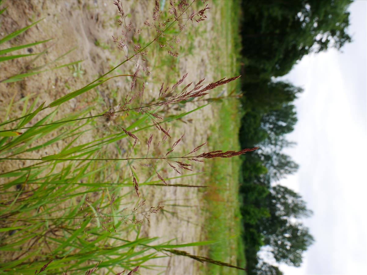 Agrostis stolonifera (door Wim van der Neut)