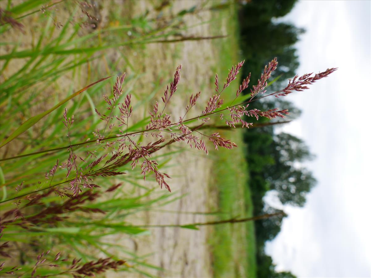 Agrostis stolonifera (door Wim van der Neut)