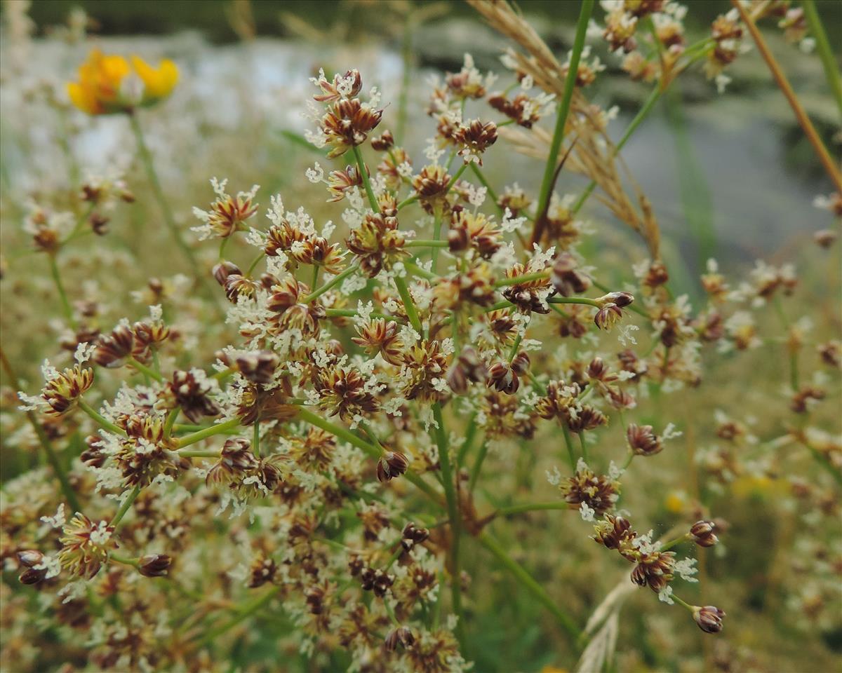 Juncus subnodulosus (door Wim van der Neut)