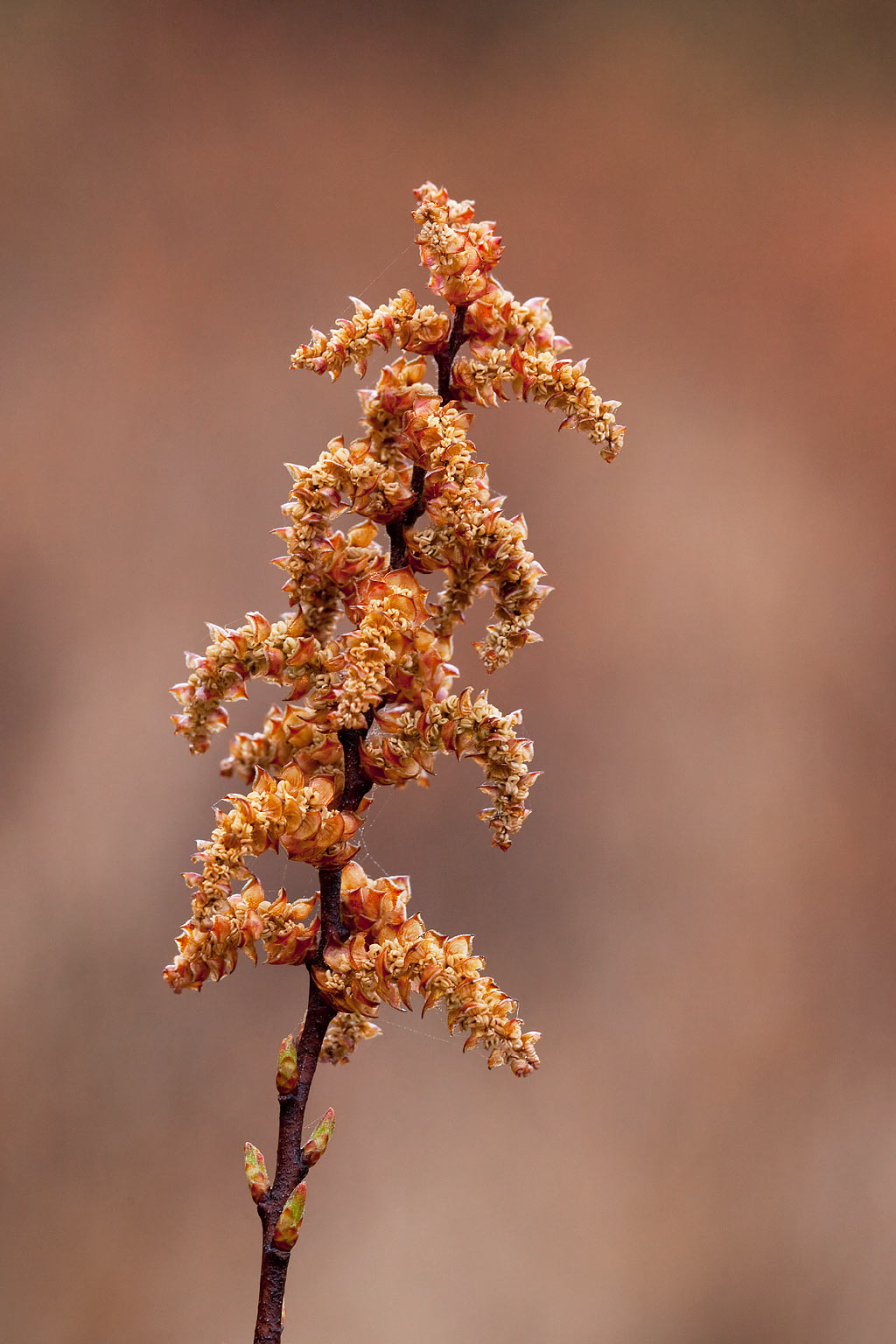 Myrica gale (door John Breugelmans)