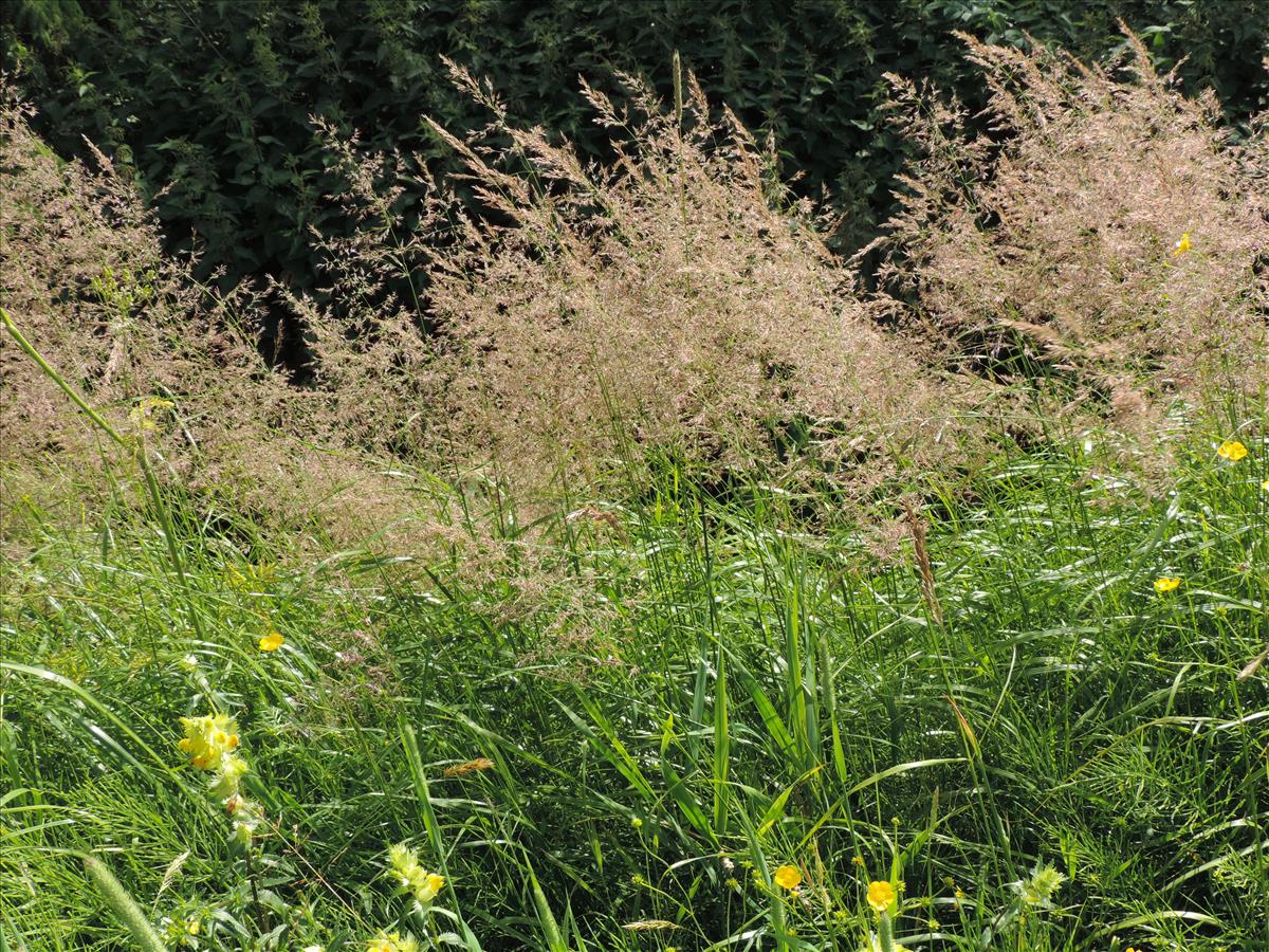 Calamagrostis canescens (door Wim van der Neut)