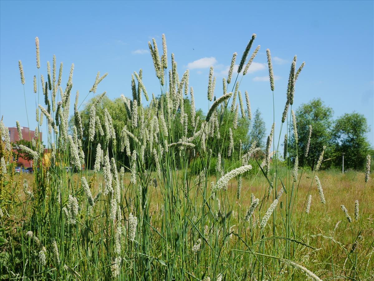 Phleum pratense (door Wim van der Neut)