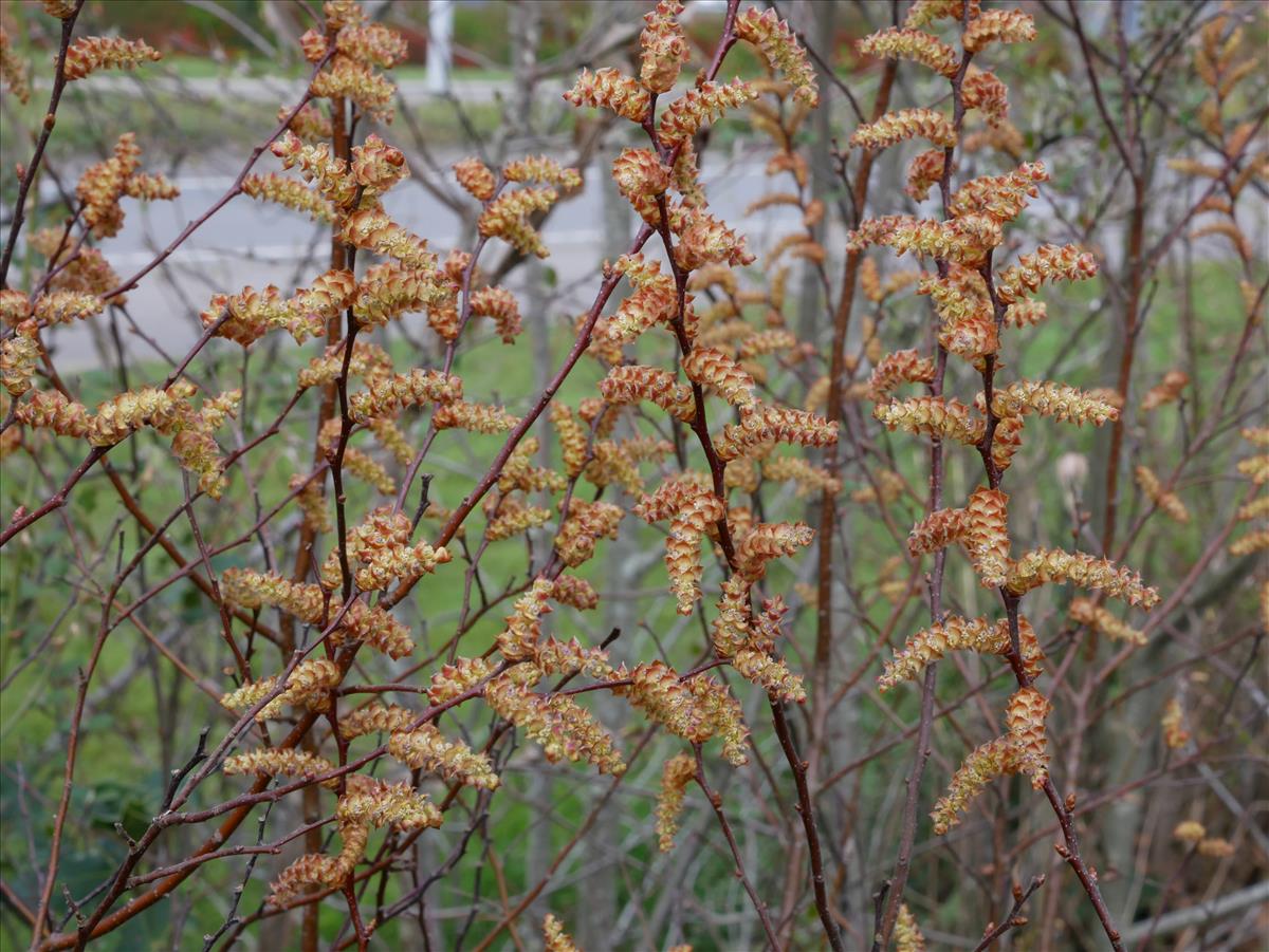 Myrica gale (door Wim van der Neut)