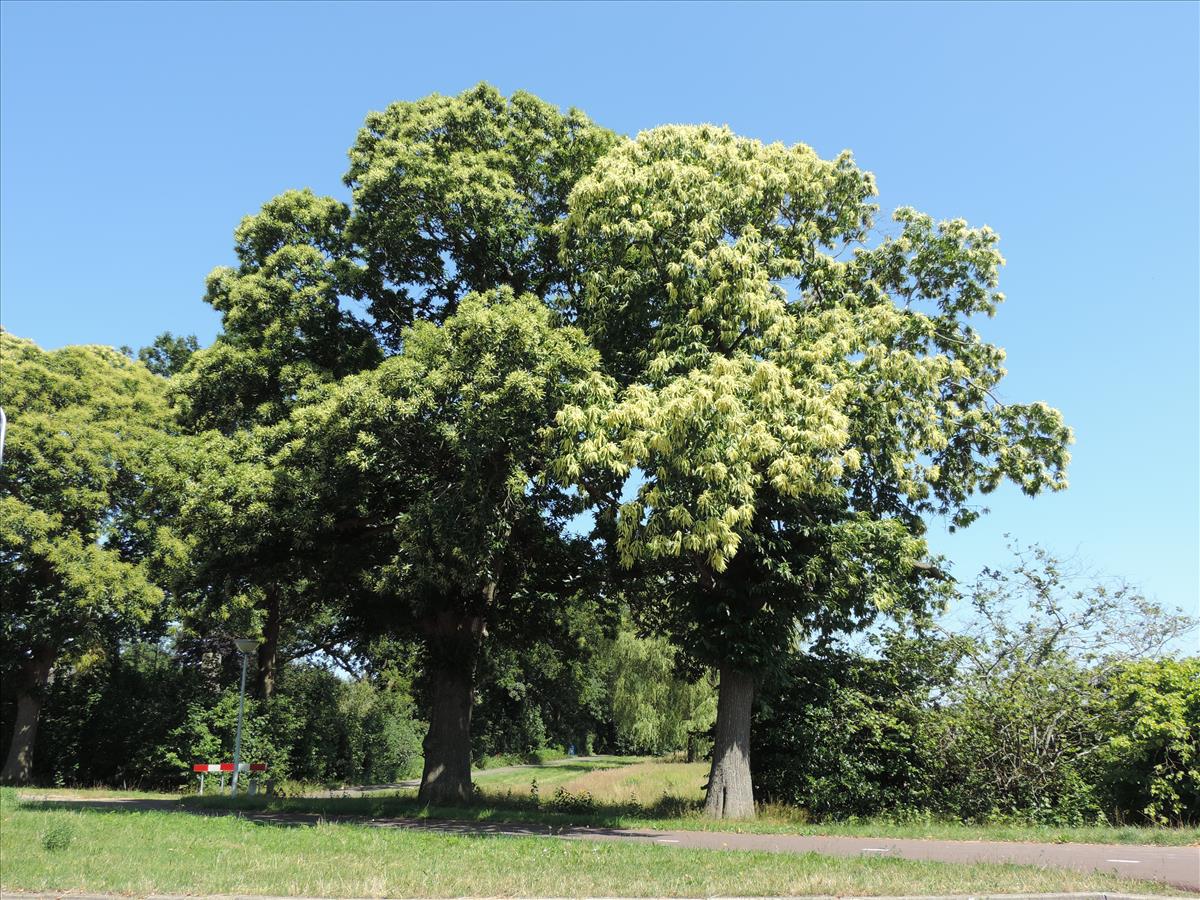 Castanea sativa (door Wim van der Neut)