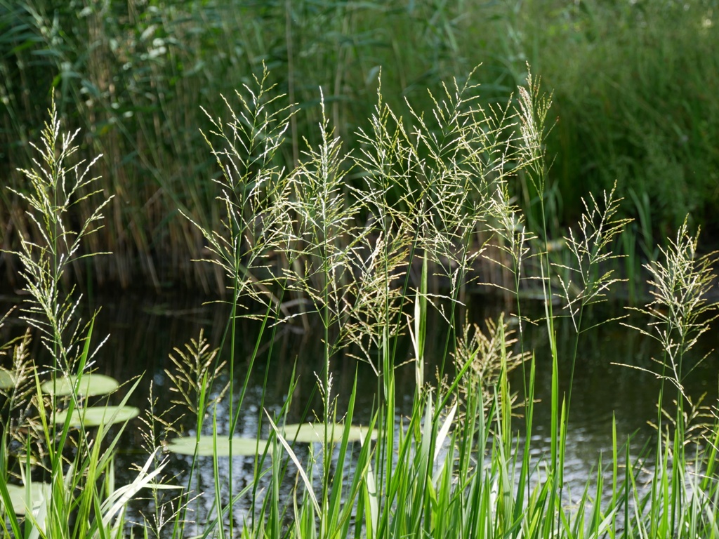 Glyceria maxima (door Wim van der Neut)